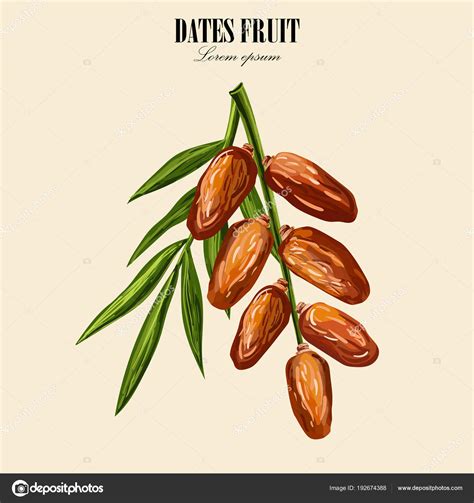 Dates With Palm Leaves On White Background Vector Illustration Stock