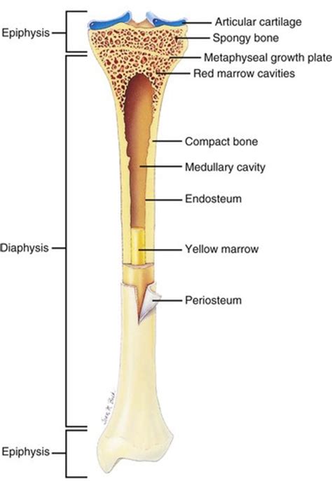 Cross section of a bone. Bones, Joints, Tendons, and Ligaments | Veterian Key