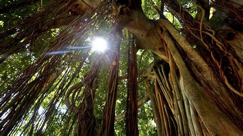 banyan tree wallpapers top free banyan tree backgrounds wallpaperaccess