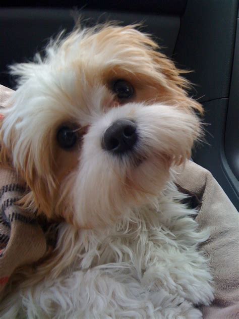 We provide a complete guide for the breed. Cava-Tzu | GreatDogSite