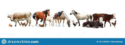 Collage Of Different Farm Animals On Background Banner Design Stock