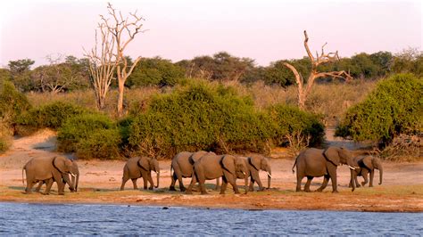 Free Images Adventure Wildlife Herd Grazing Fauna Savanna Plain Grassland Botswana