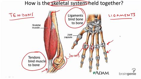 834 Tendons And Ligaments Youtube