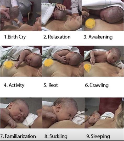 Newborn Stages Of Awakening Normal Newborn Newborn After Birth