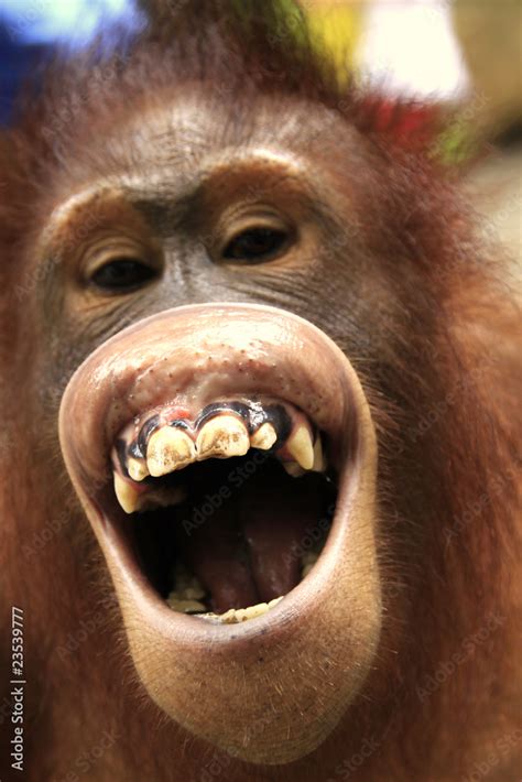 Laughing Orangutan Stock Photo Adobe Stock