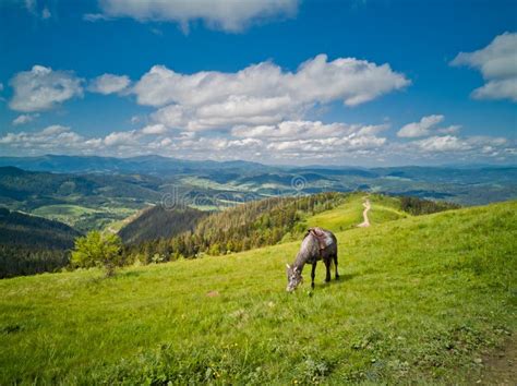 Dapple Grey Horse Grazing In The High Alpine Meadows Against Beautiful