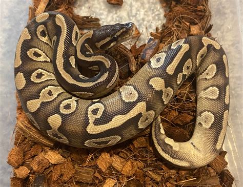 Mojave Double Het Vpi Axanthic Pied Ball Python By Red River Reptiles