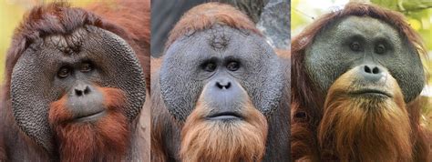 Orangutan Pongo Evrim Ağacı