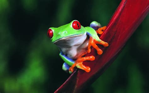 Download Frog Animal Red Eyed Tree Frog Hd Wallpaper