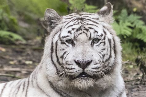 White Tigers Rainbow Eyes Photography