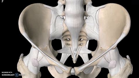 The joints of the pelvis are the sacroiliac and sacrococcygeal joints and the pubic symphysis, while the anterior sacroiliac ligament is a flat band which joins the bones above and below the pelvic brim. Pelvis Anatomy Tutorial (Ligaments) - YouTube
