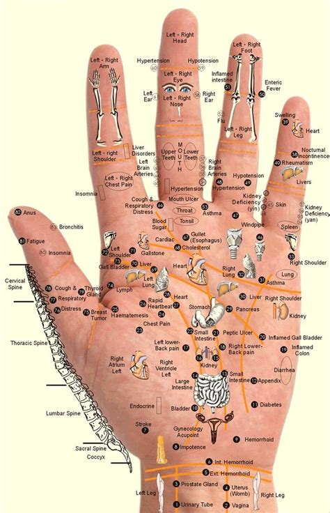 Detailed Hand Reflexology Map