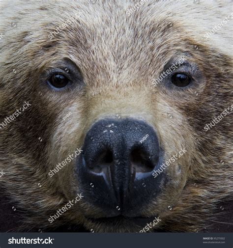 Grizzly Bear Face Shot Stock Photo 95279302 Shutterstock