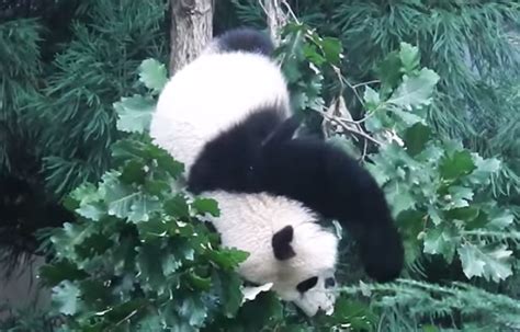Video Giant Panda Cub Bao Bao Goes Boom Boom But Shes Ok