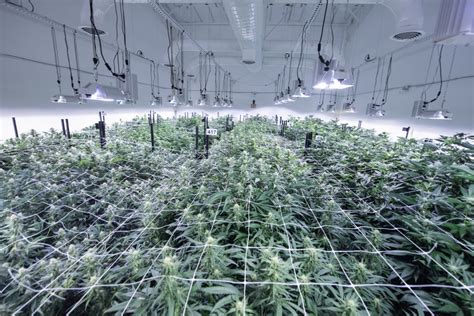 Cannabis Cultivation Facility Design How To Build For Maximum Efficiency