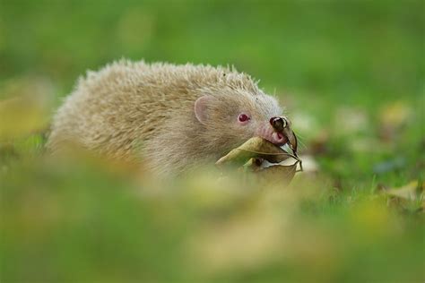 Albino Hedgehog Photograph By Kevin Sawford Pixels