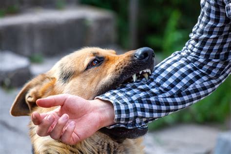 Do You Have Dog Bite Attack Injuries