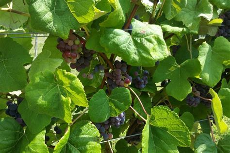 Learn About The Best Varieties Of Seedless Table Grapes To Grow In Nh