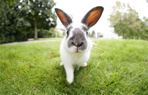 14 Fascinating Facts About Rabbits Mental Floss