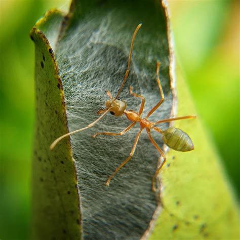 Xpost Green Ant From Tropical Australia Aggressive Bastards They