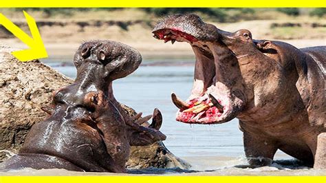 Turf War Lions And Hippos National Geographic Wild Animals