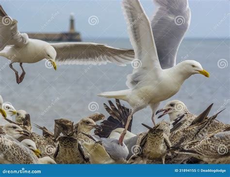 Flock Of Seagulls Feeding Royalty Free Stock Photo Image 31894155