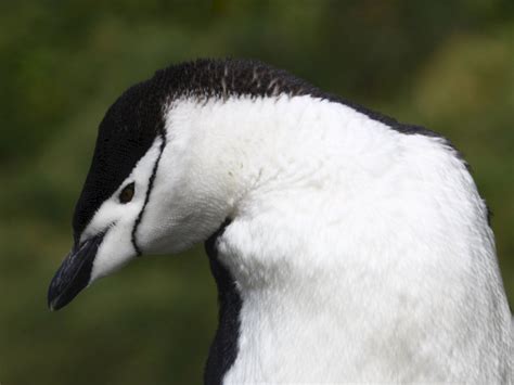 Chinstrap Penguin Australian Antarctic Program