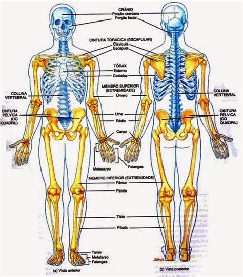 De Bedste Id Er Inden For Esqueleto Humano Huesos P Pinterest El
