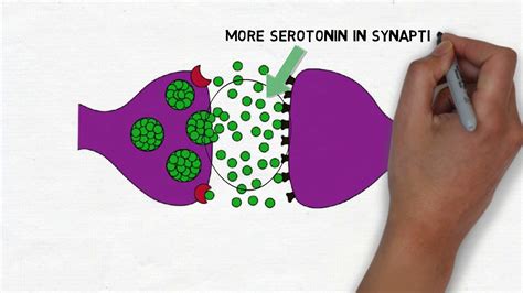 2 Minute Neuroscience Selective Serotonin Reuptake Inhibitors Ssris