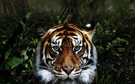 Free Download Jungle Animals Wallpaper 1280x800 Jungle Animals Tigers