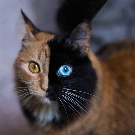 Are Tortoiseshell Cats Rare Facts Care Cost Personality Traits