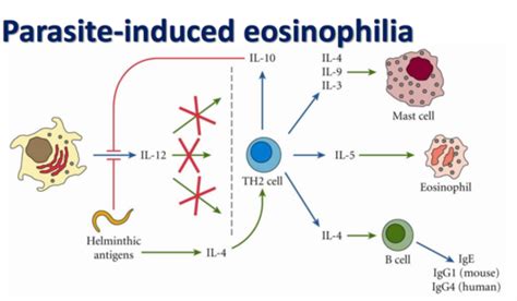 Parasitic Eosinophilia Flashcards Quizlet