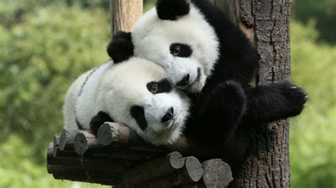 11 Fuzzy Facts About Pandas Mental Floss