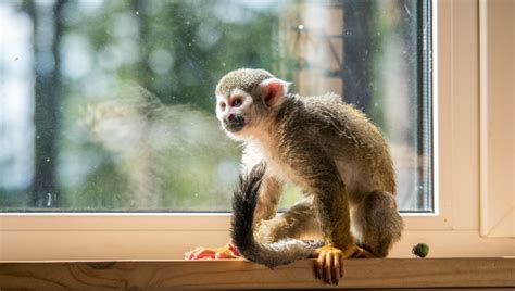 Can You Legally Own A Pet Monkey Arvibs