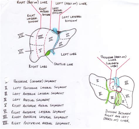 Liver Diagram Segments Segmental Anatomy Of The Liver Figure 3 Split