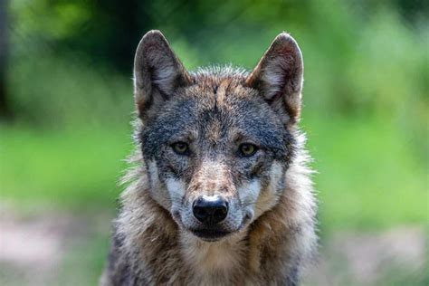 Coyote Dog Mix Breed Information What Is A Coydog Your Dog Advisor