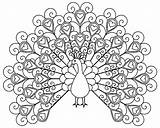 Coloring Peacocks Children Simple Printable Adult Justcolor sketch template