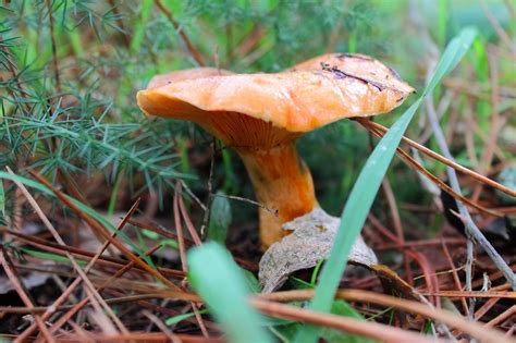 Jesenske Gljive Pravo Je Vrijeme Da Se Ovih 7 šumskih Gljiva Nađe Na
