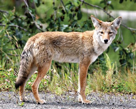 “american Coyote Still Wild At Heart” Program October 5 Pebblecreek