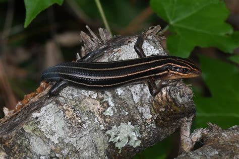 Broad Headed Skink Plestiodon Laticeps