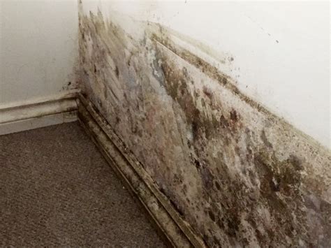 It is a good idea that wood surfaces affected to be sand to ensure the mold is completely removed. Mold Insight Blog: Check Out Our Blog For The Latest Mold News