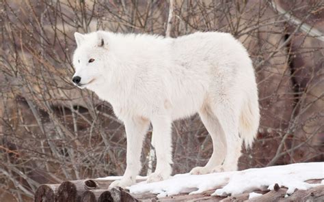 Arctic Wolf Facts Photos Diet Habitat Lifestyle 101 Animals