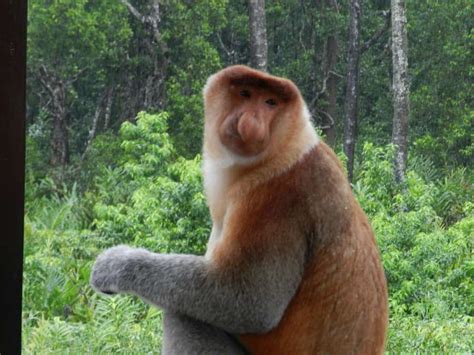 Proboscis Monkey Nasalis Larvatus Incredible Facts A Z Animals
