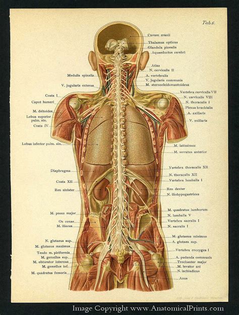 We need to attack them from both sides!they're attacking our flank. 1905 Human Anatomy Antique Print Brain Spine by APrints on ...