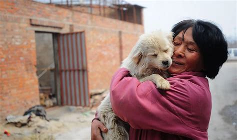 Chinese Woman Pays 1100 To Save 100 Dogs From Chinese Dog Eating
