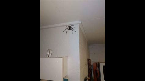 Massive Spider On House Woman Finds Massive Huntsman Spider In Car While Going 100 Km H Photo