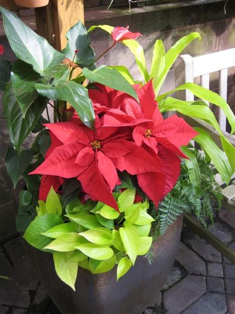 Mix Houseplants With Holiday Flowers And Plants Christmas Plants