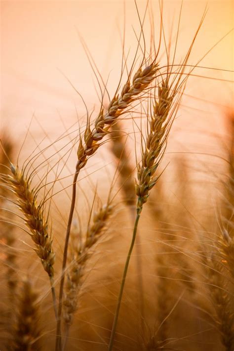 Close Up Of Ripe Golden Wheat Field In 2021 Wheat Fields Wheat Field