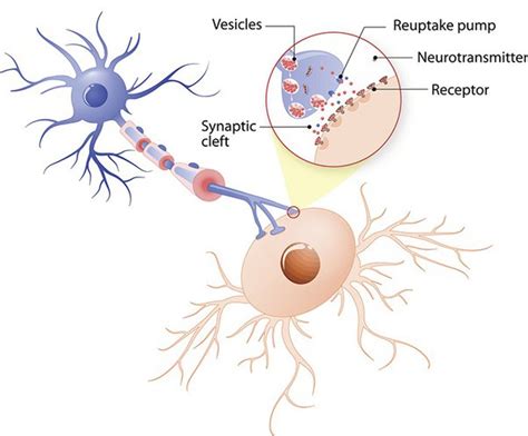 how do biological neural networks work quora