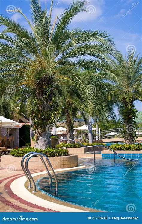 Palm Tree By The Pool Stock Photo Image Of Deck Aqua 21718748